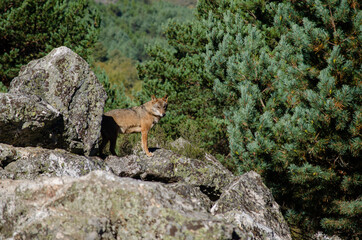 Iberian wolf standing still on a rock, Canis Lupus Signatus.