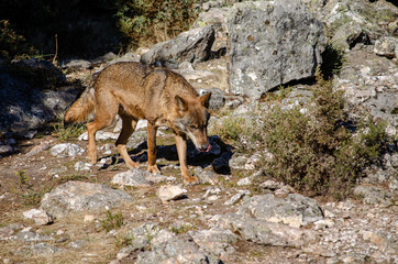 Iberian wolf specimen. Canis Lupus signatus.