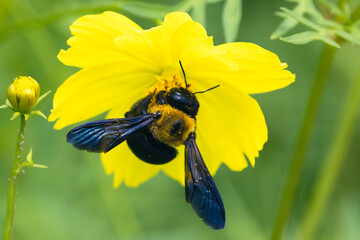 黄色いコスモスの蜜を集める熊蜂