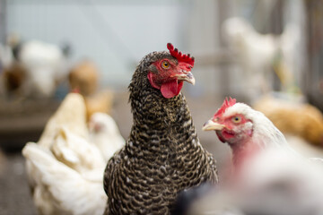 A pockmarked chicken in close-up, looking into the distance. Concept: home farm, agriculture, animal husbandry, barnyard, village.