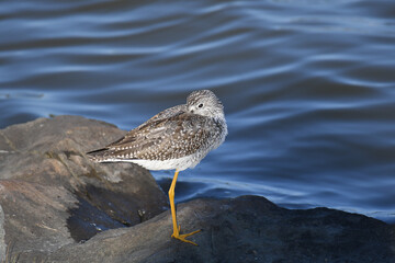 Greater Yellowlegs  standing on one leg, trying to sleep
