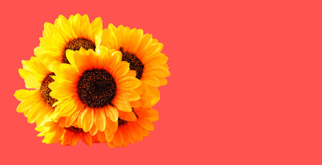 Top view of isolated sunflowers on red background. Copy space