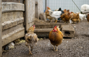 Two homemade brown chickens are walking in a chicken coop. Concept: home farm, agriculture, animal husbandry, village, own products.