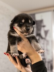 puppy in a hand