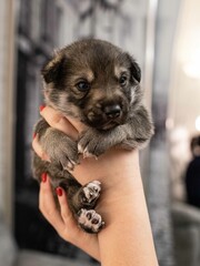 puppy in a hand