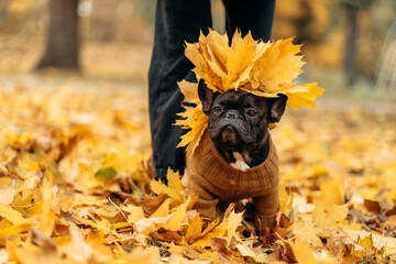 Portrait of a French Bulldog in an autumn landscape. Funny dog in the park in autumn