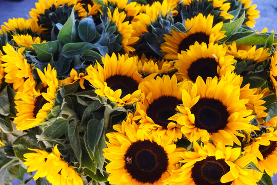 Bright yellow sunflowers on display at an organic farmers market are one of the glories of the autumn season.