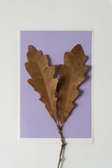 autumn oak leaves isolated on lavender paper