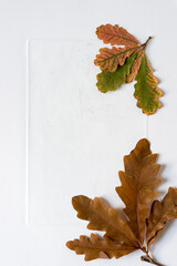 autumn oak leaves isolated on old art paper