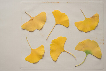 Naklejka premium ginkgo leaves on paper