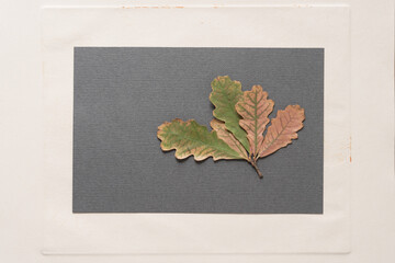 autumn oak leaves isolated on gray paper