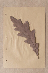 autumn oak leaf isolated on paper