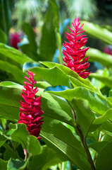 red ginger flower in the garden alpinia purpurata - obrazy, fototapety, plakaty