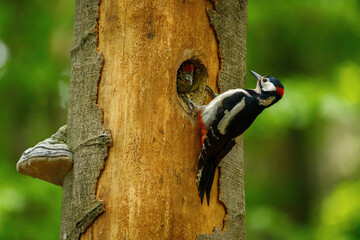 Great spotted woodpecker, Dendrocopos major, perched in nesting hole in old rotten beech trunk....