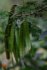 Huaje verde orgánico del sur de México 