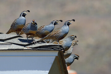 Covey of crested quails perched on a roof in San Luis Obispo, California, USA