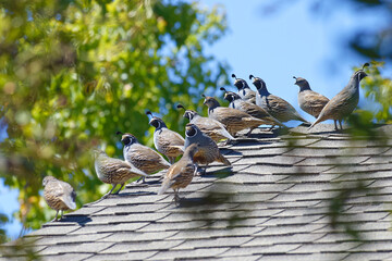 Covey of crested quails perched on a roof in San Luis Obispo, California, USA