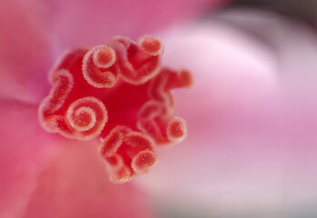 Macro shot of the center of a pink begonia