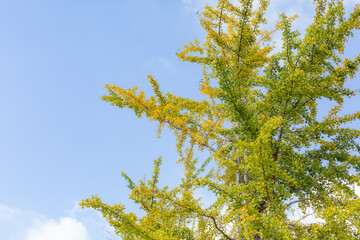 autumn colored tree and blue sky in showa kinen park in tachikawa city, tokyo
