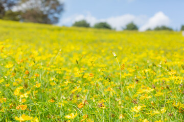 Fototapeta premium autumn field of yellow cosmos flowers fully blooming in showa kinen park in tachikawa city, tokyo