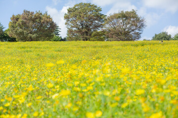 autumn field of yellow cosmos flowers fully blooming in showa kinen park in tachikawa city, tokyo