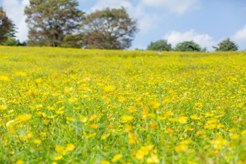 autumn field of yellow cosmos flowers fully blooming in showa kinen park in tachikawa city, tokyo