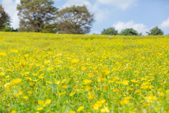 autumn field of yellow cosmos flowers fully blooming in showa kinen park in tachikawa city, tokyo