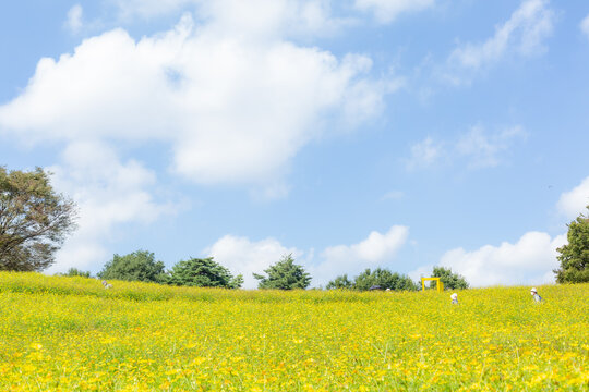 autumn field of yellow cosmos flowers fully blooming in showa kinen park in tachikawa city, tokyo