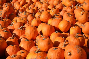 pile of pumpkins