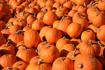 pile of pumpkins