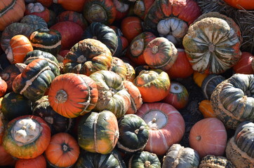 pumpkins and gourds