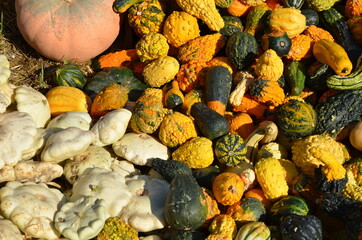 pumpkins and gourds
