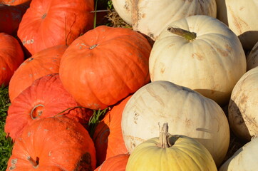 pumpkins