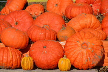 pumpkins and gourds