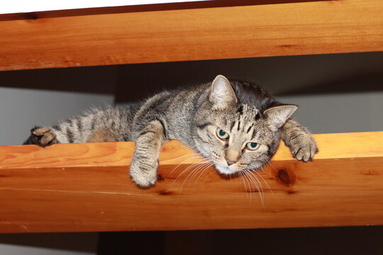 Minou