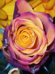 Fototapeta na wymiar close up of a yellow rose