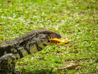 Lagarto-marau ou teiú comendo manga. 