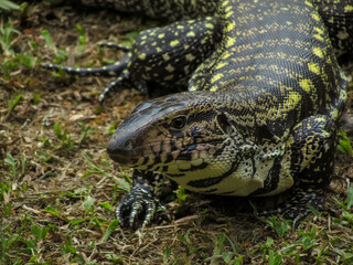 Lagarto-marau ou teiú.