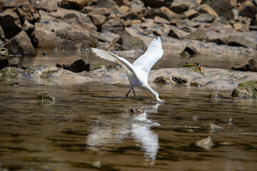 snowy egret (Egretta thula), small white heron, fishing with the beak in a stream in Bahia - Brazil
