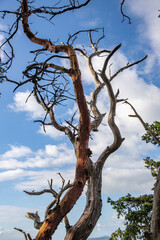  A Madrone Tree Branch Points Towards the Sky
