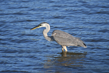 Great Blue Heron fishing in a marsh