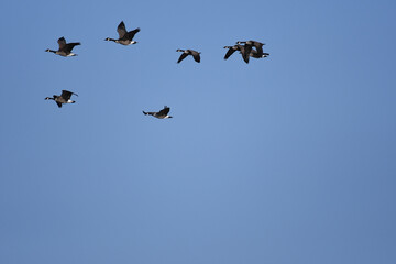 Canada Geese in flight under a blue sky