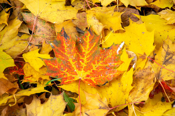 Naklejka na ściany i meble Maple leaf close up. Red leaf on a background of fallen yellow foliage in autumn.