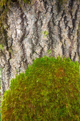 Moss on a tree trunk. The bark of the tree is overgrown with green moss.