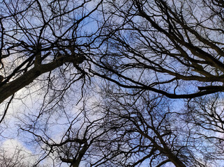 tree branches against blue sky