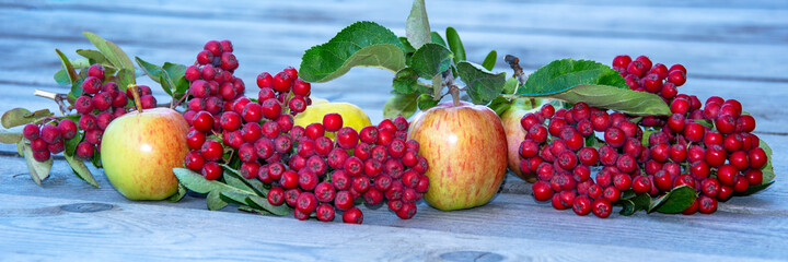 Rowan and apples. Natural horizontal background from berries and leaves of rowan and apples. Berries and fruits.