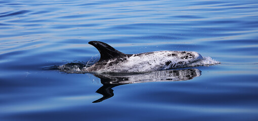 Naklejka premium dolphin swimming in the water, Risso's,
