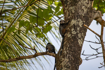 black-tufted marmoset (callithrix penicillata) small monkey in tree - species of primate typical of the Atlantic forest