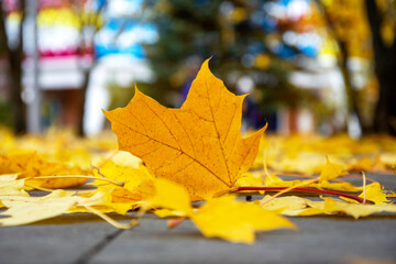 The yellow leaf is out of focus. Maple leaf on a natural blurred background.