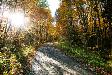 Obraz premium Dirt Road Day time in Woods